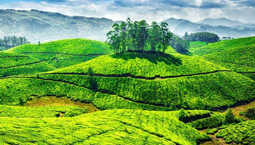 Kerala Munnar packages